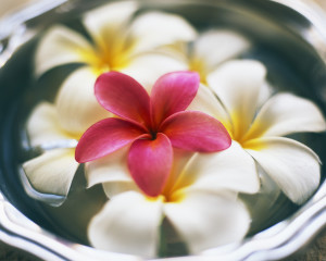 ca. 2002 --- Frangipani Flowers in Bowl of Water --- Image by © Royalty-Free/Corbis